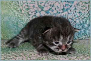 Male Siberian Kitten from Deedlebug Siberians